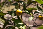 Garcinia buchananii