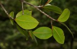 Garcinia buchananii