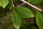 Garcinia buchananii