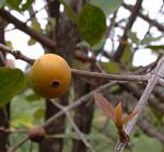 Garcinia buchananii