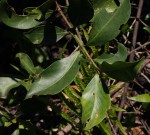 Garcinia buchananii