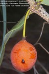 Garcinia livingstonei