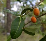 Garcinia livingstonei