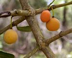 Garcinia livingstonei