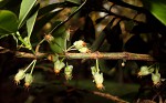 Garcinia livingstonei