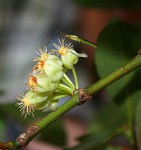 Garcinia livingstonei