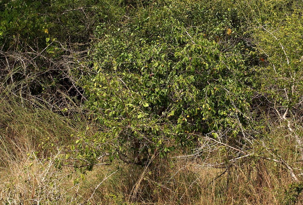 Flacourtia indica