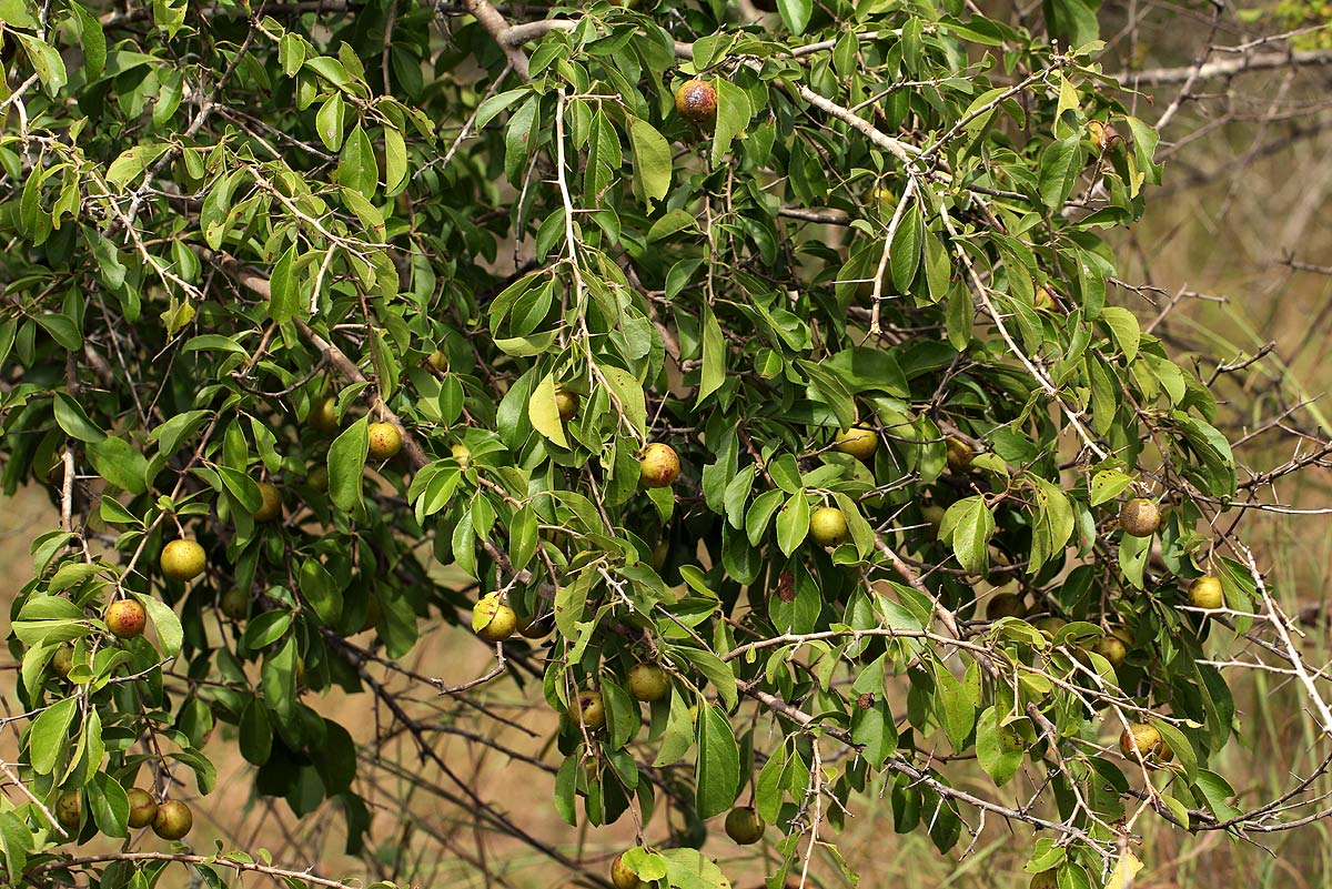 Flacourtia indica