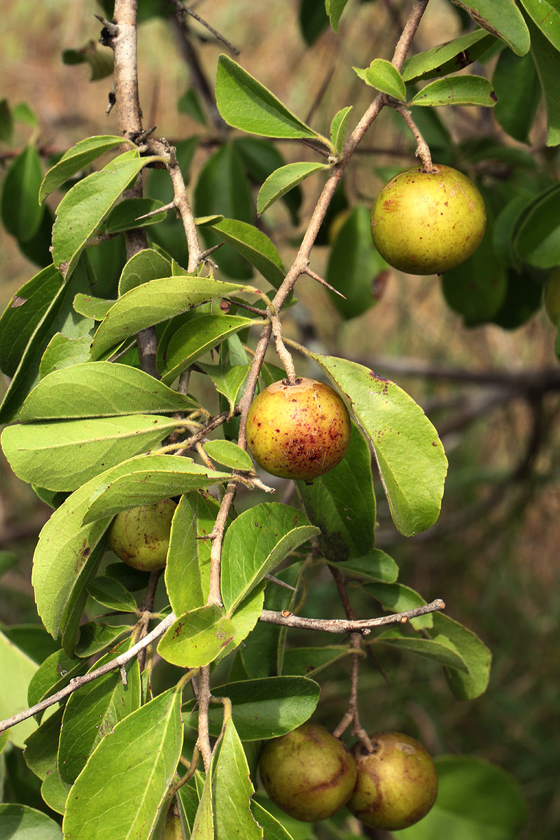 Flacourtia indica