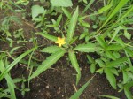 Tricliceras glanduliferum