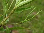 Tricliceras glanduliferum