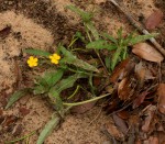 Tricliceras glanduliferum