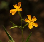 Tricliceras glanduliferum