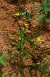 Tricliceras glanduliferum