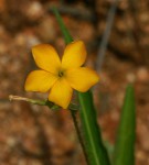 Tricliceras glanduliferum