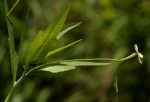 Tricliceras lobatum