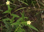 Tricliceras lobatum