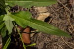 Tricliceras lobatum