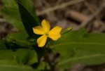 Tricliceras lobatum