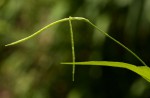 Tricliceras lobatum