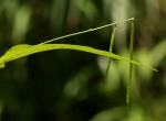 Tricliceras lobatum