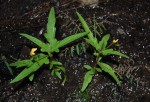 Tricliceras lobatum