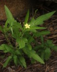 Tricliceras lobatum