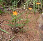 Tricliceras longepedunculatum var. longepedunculatum