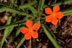 Tricliceras longepedunculatum var. longepedunculatum