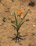 Tricliceras longepedunculatum var. longepedunculatum