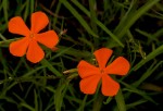 Tricliceras longepedunculatum var. longepedunculatum