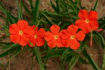 Tricliceras longepedunculatum var. longepedunculatum