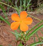 Tricliceras longepedunculatum var. longepedunculatum