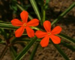 Tricliceras longepedunculatum var. longepedunculatum