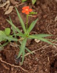 Tricliceras longepedunculatum var. longepedunculatum