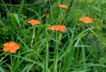 Tricliceras longepedunculatum var. longepedunculatum