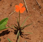 Tricliceras longepedunculatum var. longepedunculatum