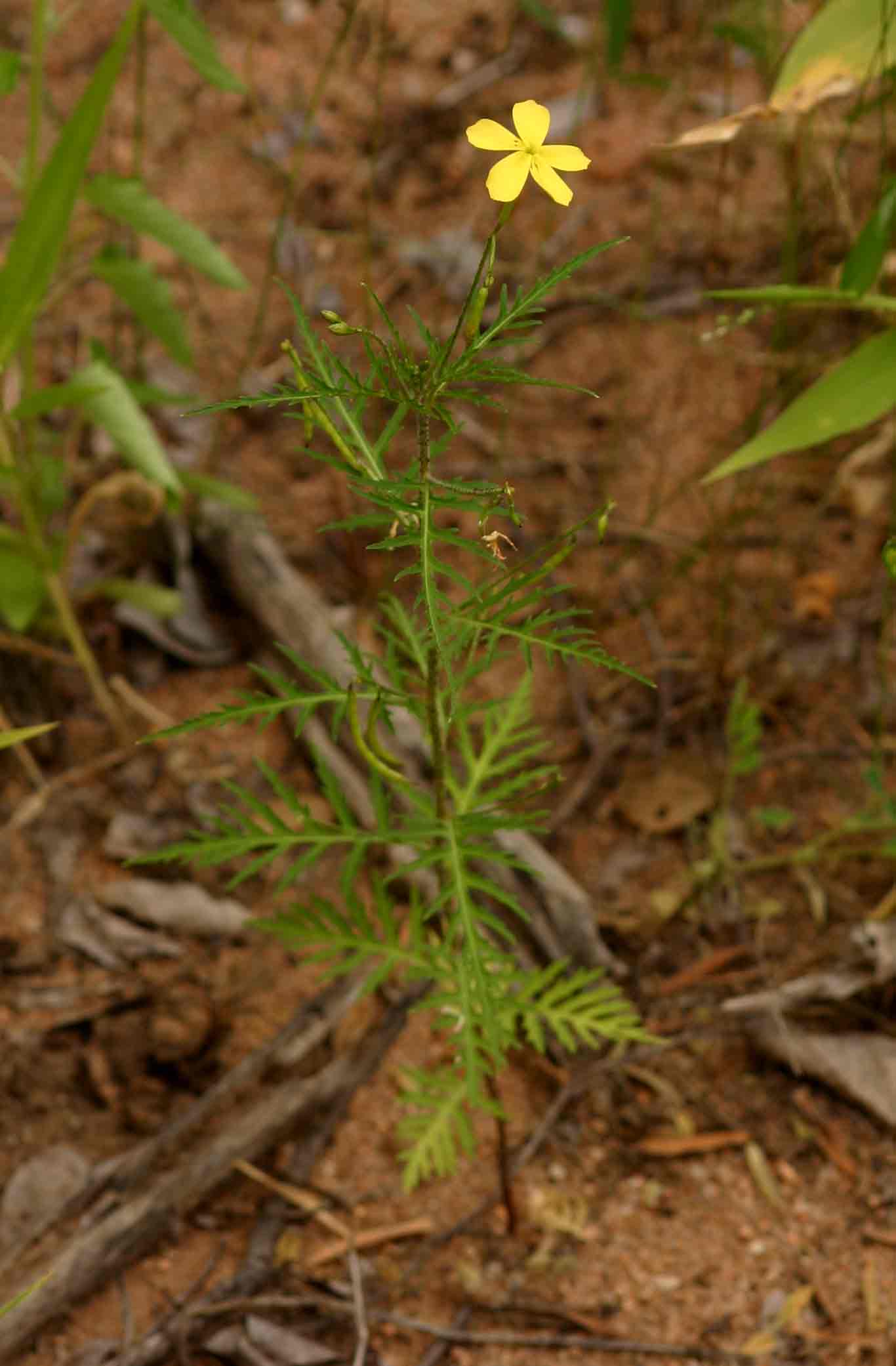 Tricliceras tanacetifolium