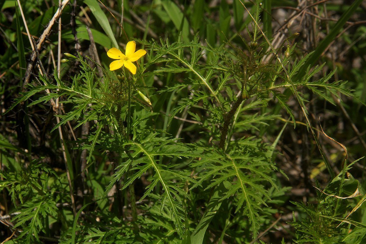 Tricliceras tanacetifolium