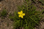 Tricliceras tanacetifolium