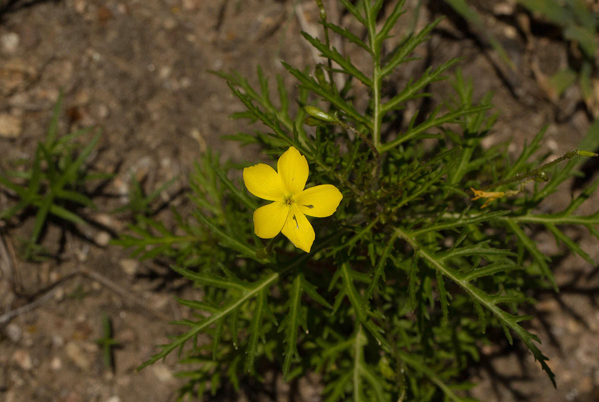 Tricliceras tanacetifolium