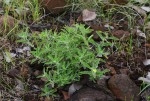 Afroqueta capensis