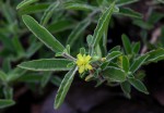 Afroqueta capensis