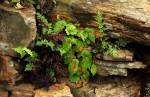 Begonia sutherlandii subsp. latior