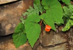 Begonia sutherlandii subsp. latior