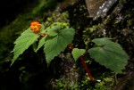 Begonia sutherlandii subsp. latior