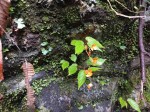 Begonia sutherlandii subsp. latior