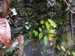 Begonia sutherlandii subsp. latior