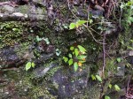 Begonia sutherlandii subsp. latior