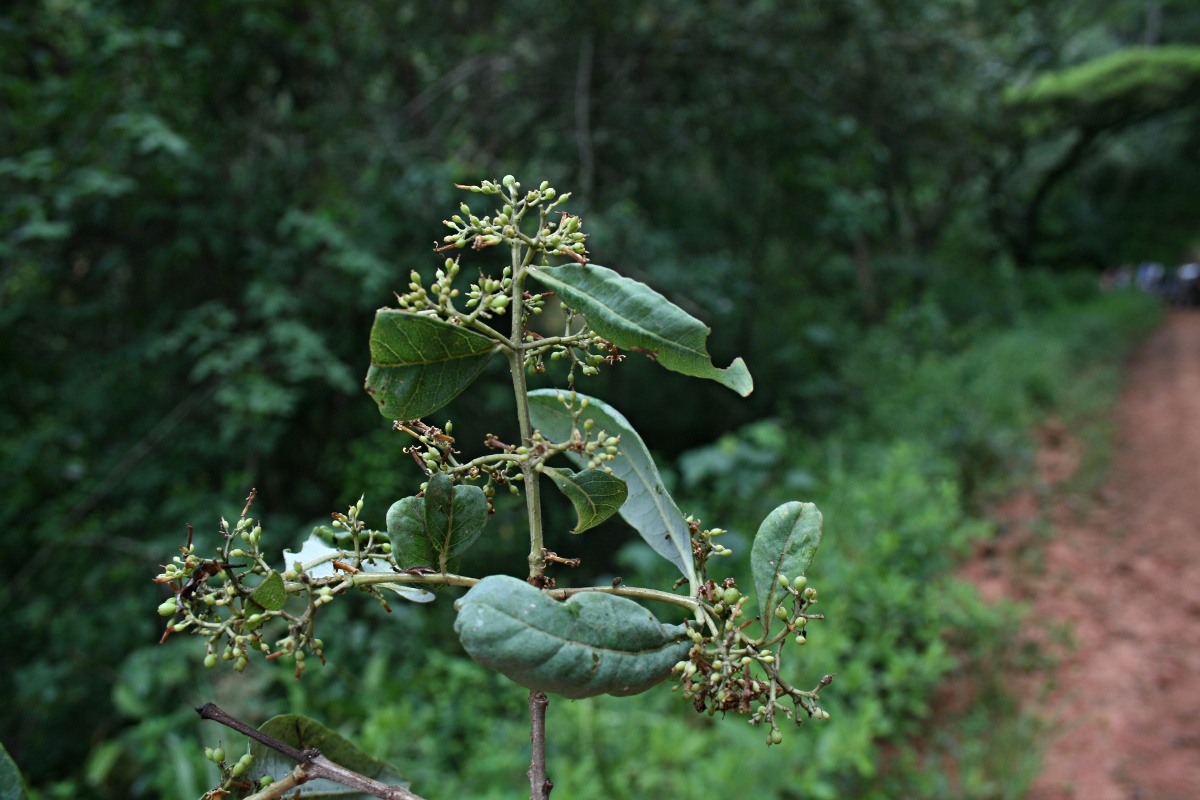 Olinia vanguerioides